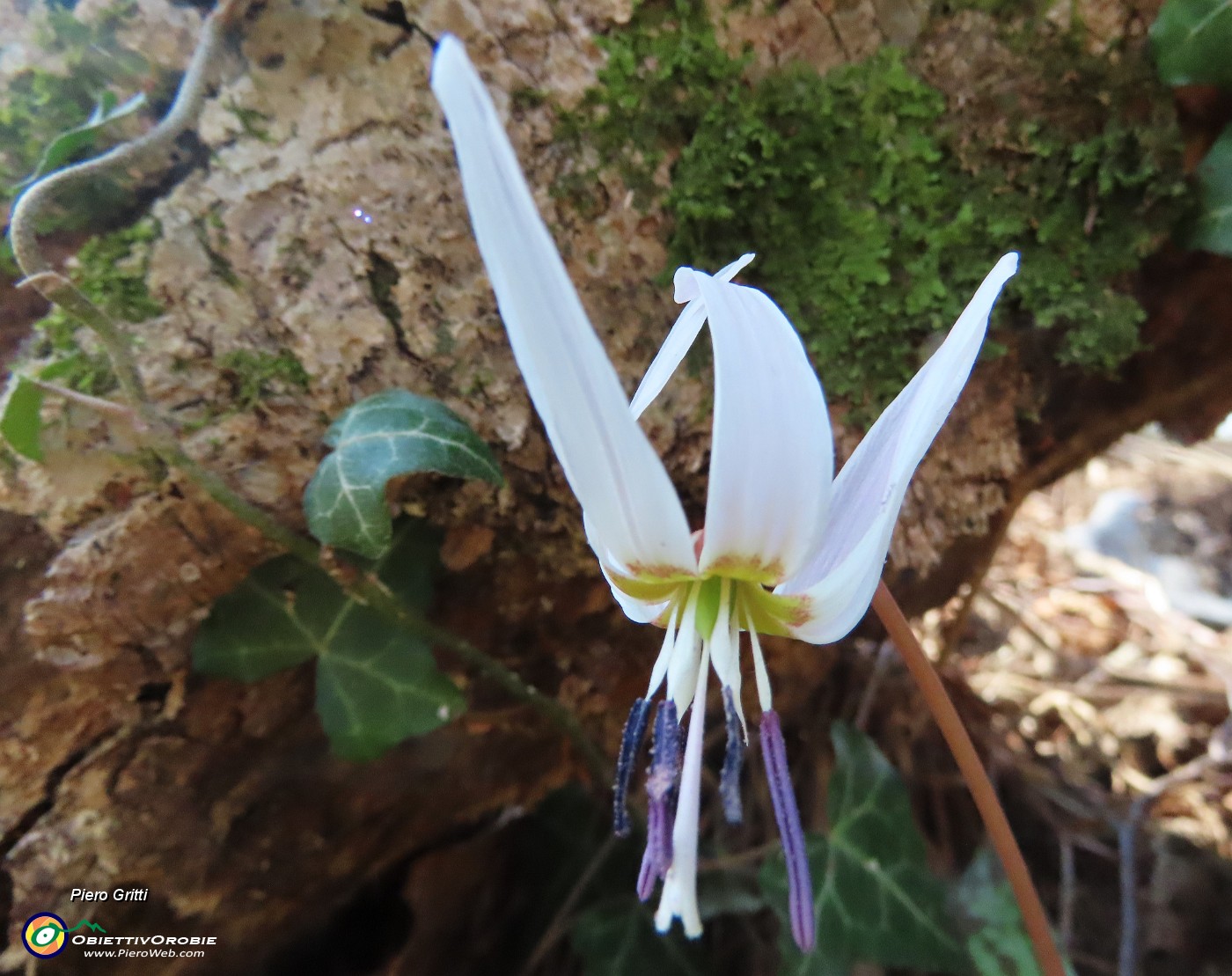 67 Erythronium dens-canis (Dente di cane).JPG